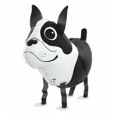 AW Boston Terrier